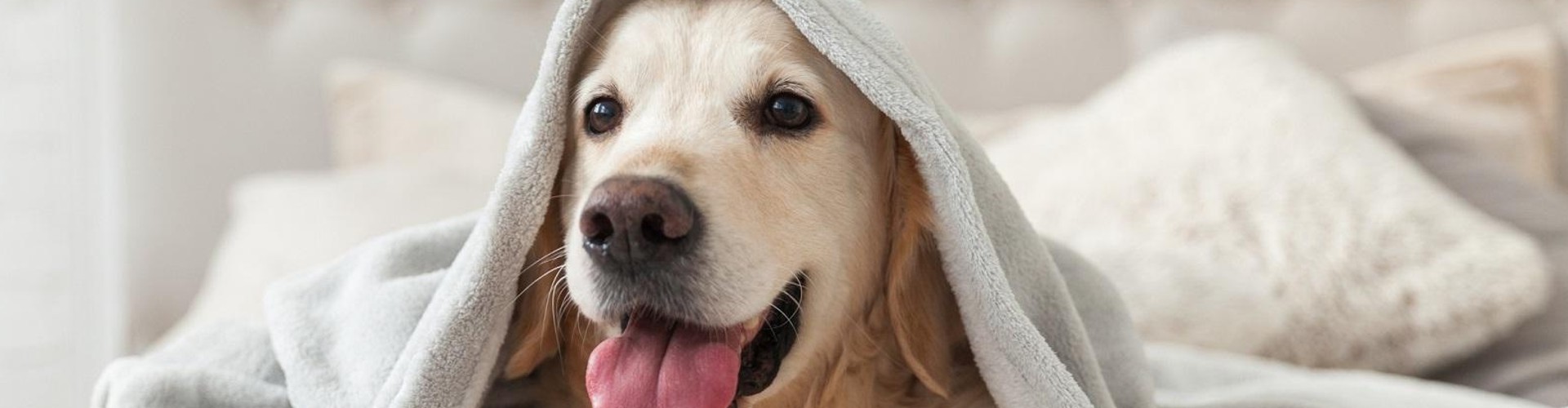 O nas - Salon Pasja Fryzjer dla Psów, Strzyżenie Psów, Psi fryzjer | Gdańsk, Choczewo