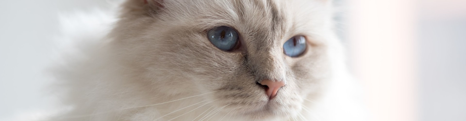 Salon Pasja Fryzjer dla Psów, Strzyżenie Psów, Psi fryzjer | Gdańsk, Choczewo