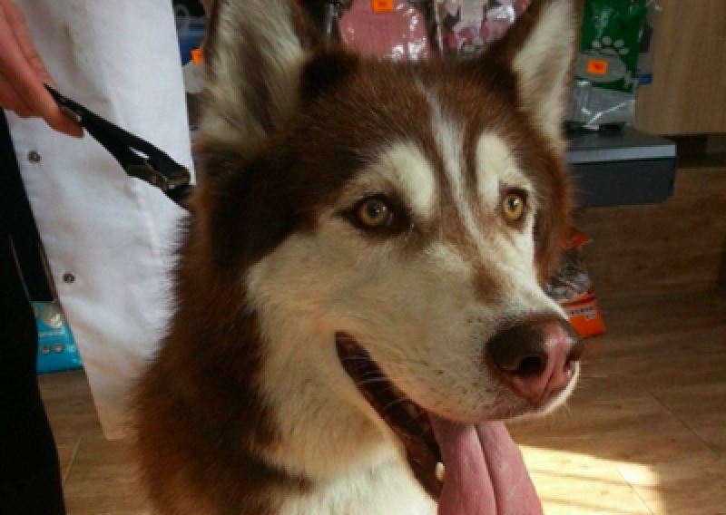 Husky - Salon Pasja Fryzjer dla Ps&oacute;w, Strzyżenie Ps&oacute;w, Psi fryzjer | Gdańsk, Choczewo