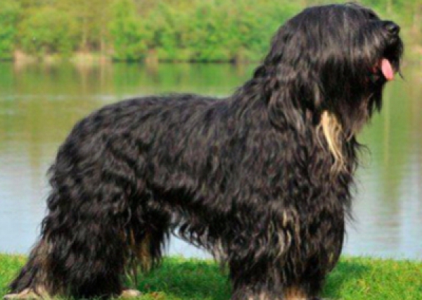 Owczarek portugalski - Salon Pasja Fryzjer dla Ps&oacute;w, Strzyżenie Ps&oacute;w, Psi fryzjer | Gdańsk, Choczewo