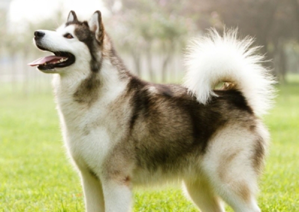 Malamut - Salon Pasja Fryzjer dla Ps&oacute;w, Strzyżenie Ps&oacute;w, Psi fryzjer | Gdańsk, Choczewo