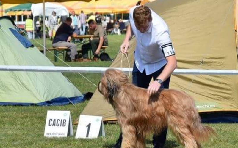 Przygotowanie ps&oacute;w do wystaw