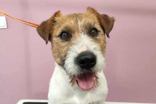 Jack Russell Terrier