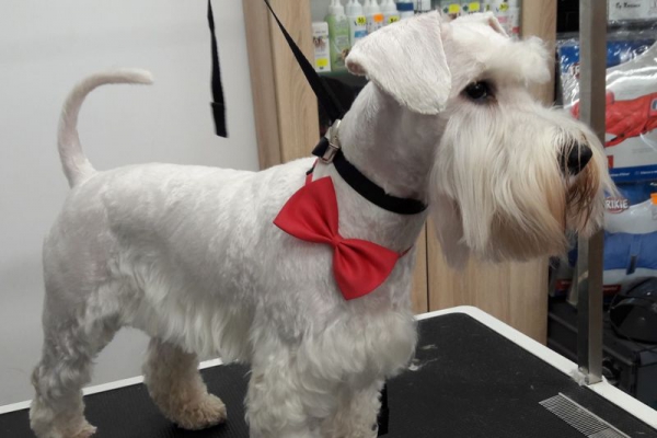 Sznaucer miniaturowy