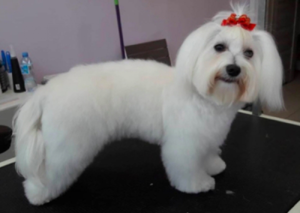 Maltańczyk - Salon Pasja Fryzjer dla Ps&oacute;w, Strzyżenie Ps&oacute;w, Psi fryzjer | Gdańsk, Choczewo