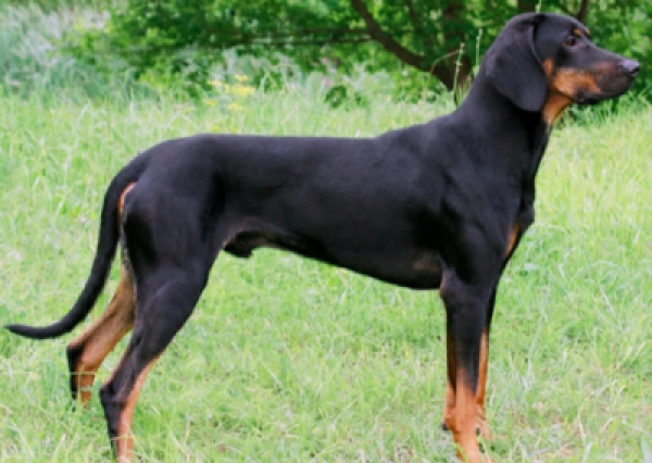 Gończy polski - Salon Pasja Fryzjer dla Ps&oacute;w, Strzyżenie Ps&oacute;w, Psi fryzjer | Gdańsk, Choczewo