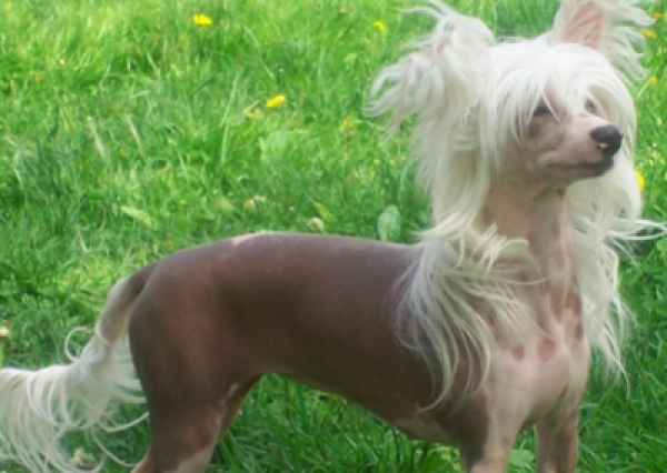 Grzywacz chiński - Salon Pasja Fryzjer dla Ps&oacute;w, Strzyżenie Ps&oacute;w, Psi fryzjer | Gdańsk, Choczewo