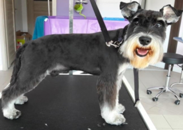 Sznaucer miniaturowy - Salon Pasja Fryzjer dla Ps&oacute;w, Strzyżenie Ps&oacute;w, Psi fryzjer | Gdańsk, Choczewo