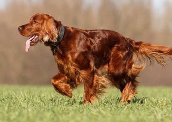 Seter irlandzki - Salon Pasja Fryzjer dla Ps&oacute;w, Strzyżenie Ps&oacute;w, Psi fryzjer | Gdańsk, Choczewo