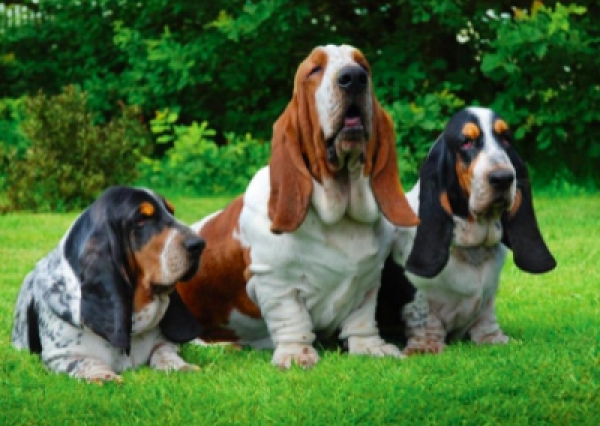 Basset Hound - Salon Pasja Fryzjer dla Ps&oacute;w, Strzyżenie Ps&oacute;w, Psi fryzjer | Gdańsk, Choczewo