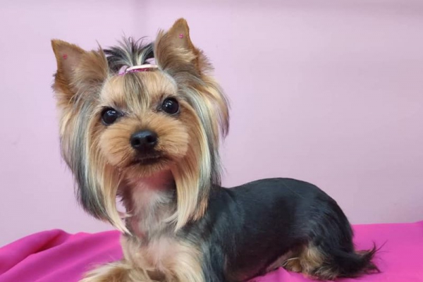Yorkshire Terrier
