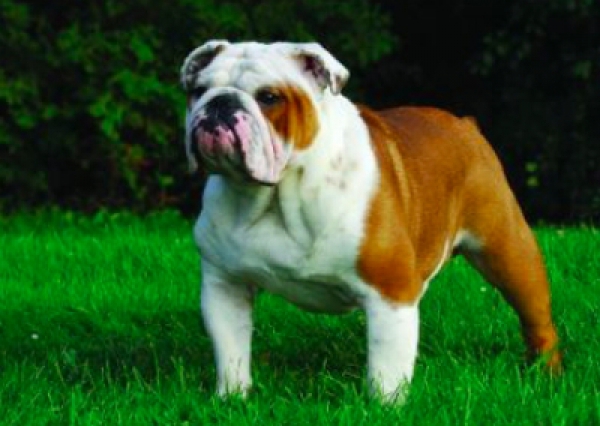 Buldog angielski - Salon Pasja Fryzjer dla Ps&oacute;w, Strzyżenie Ps&oacute;w, Psi fryzjer | Gdańsk, Choczewo