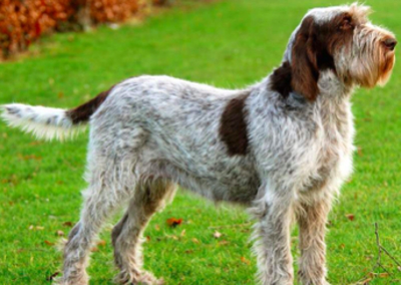 Wyżeł włoski szorstkowłosy - Salon Pasja Fryzjer dla Ps&oacute;w, Strzyżenie Ps&oacute;w, Psi fryzjer | Gdańsk, Choczewo