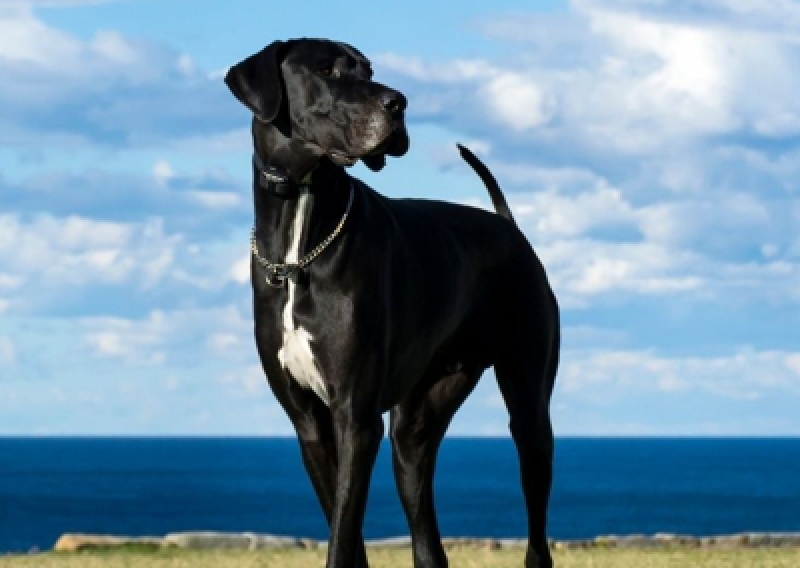 Dog niemiecki - Salon Pasja Fryzjer dla Ps&oacute;w, Strzyżenie Ps&oacute;w, Psi fryzjer | Gdańsk, Choczewo