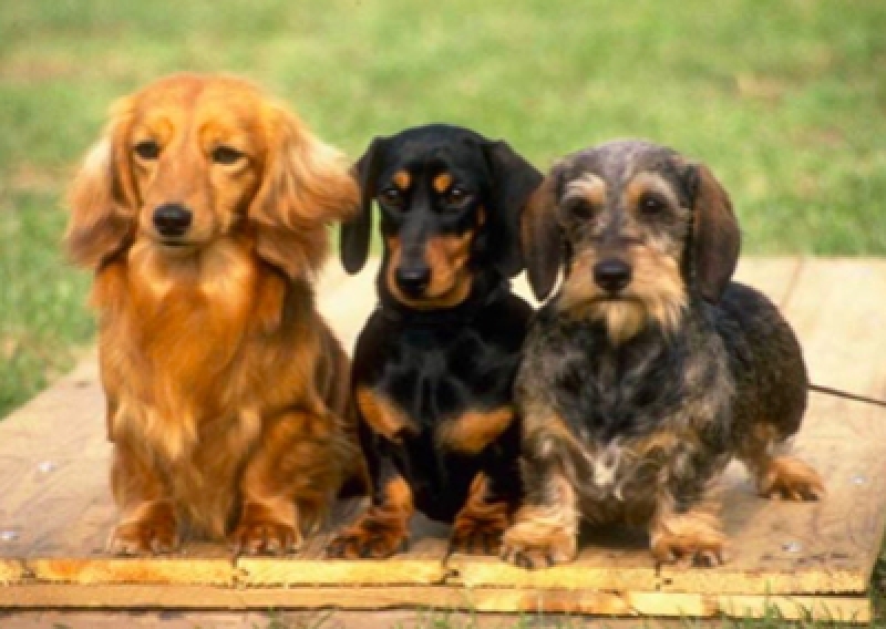 Jamnik kr&oacute;tkowłosy - Salon Pasja Fryzjer dla Ps&oacute;w, Strzyżenie Ps&oacute;w, Psi fryzjer | Gdańsk, Choczewo