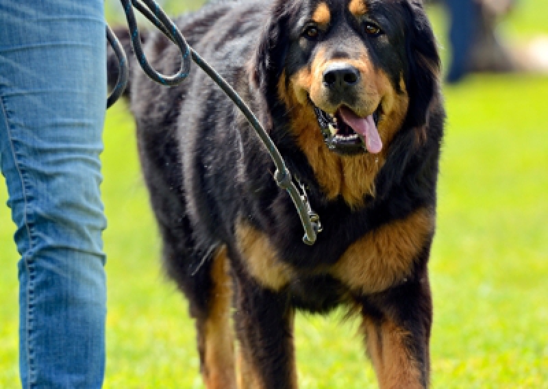 Mastif tybetański - Salon Pasja Fryzjer dla Ps&oacute;w, Strzyżenie Ps&oacute;w, Psi fryzjer | Gdańsk, Choczewo