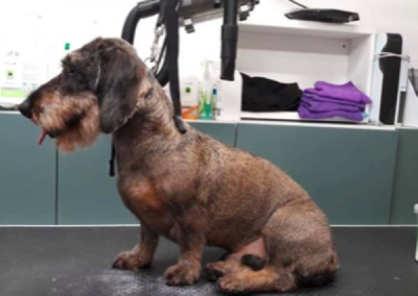 Jamnik szorstkowłosy - Salon Pasja Fryzjer dla Ps&oacute;w, Strzyżenie Ps&oacute;w, Psi fryzjer | Gdańsk, Choczewo