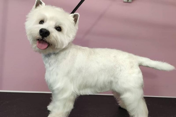 West Highland White Terrier