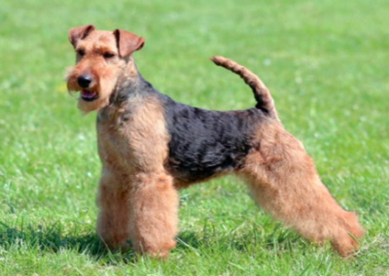 Terier walijski - Salon Pasja Fryzjer dla Ps&oacute;w, Strzyżenie Ps&oacute;w, Psi fryzjer | Gdańsk, Choczewo