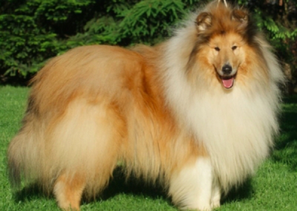 Owczarek szkocki - Salon Pasja Fryzjer dla Ps&oacute;w, Strzyżenie Ps&oacute;w, Psi fryzjer | Gdańsk, Choczewo