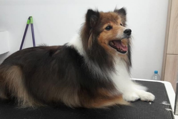 Owczarek szetlandzki