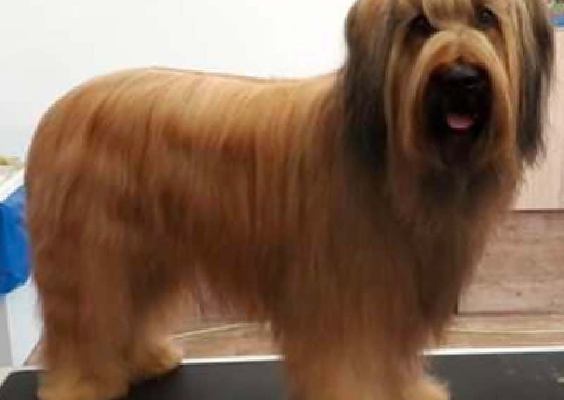 Owczarek francuski - Salon Pasja Fryzjer dla Ps&oacute;w, Strzyżenie Ps&oacute;w, Psi fryzjer | Gdańsk, Choczewo