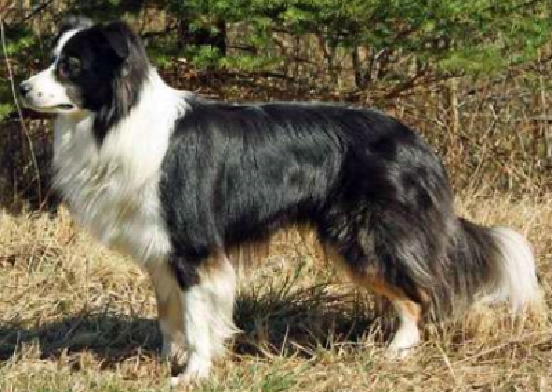 Border Collie - Salon Pasja Fryzjer dla Ps&oacute;w, Strzyżenie Ps&oacute;w, Psi fryzjer | Gdańsk, Choczewo