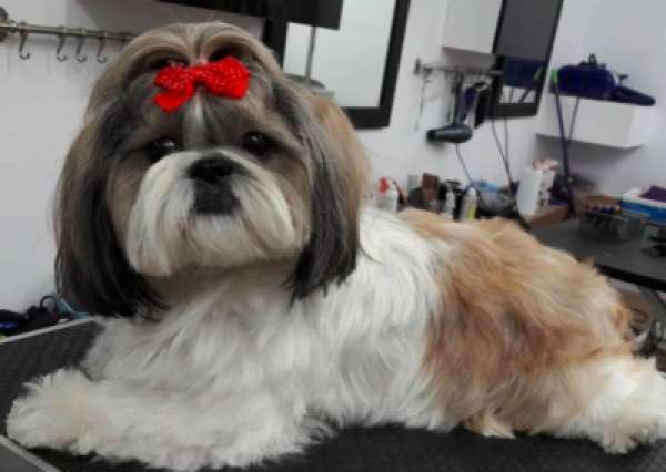 Shih Tzu - Salon Pasja Fryzjer dla Ps&oacute;w, Strzyżenie Ps&oacute;w, Psi fryzjer | Gdańsk, Choczewo