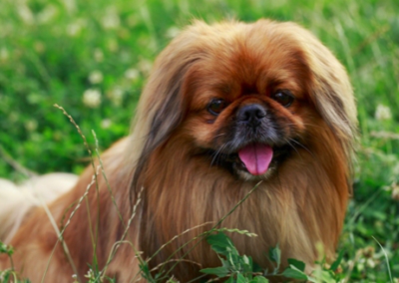 Pekińczyk - Salon Pasja Fryzjer dla Ps&oacute;w, Strzyżenie Ps&oacute;w, Psi fryzjer | Gdańsk, Choczewo