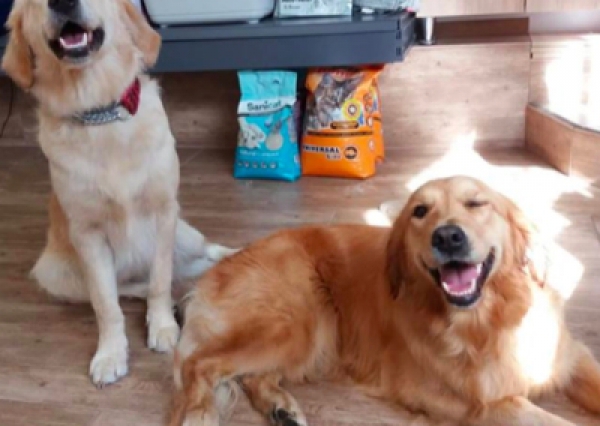 Golden Retriever - Salon Pasja Fryzjer dla Ps&oacute;w, Strzyżenie Ps&oacute;w, Psi fryzjer | Gdańsk, Choczewo