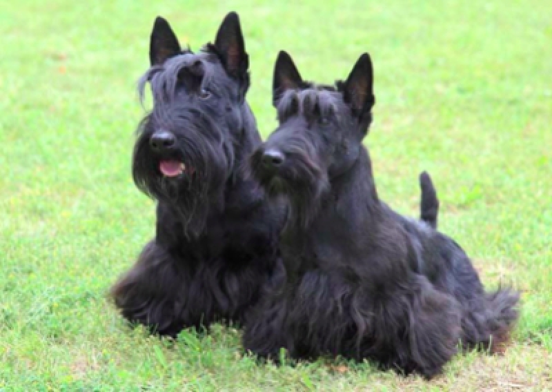 Terier szkocki - Salon Pasja Fryzjer dla Ps&oacute;w, Strzyżenie Ps&oacute;w, Psi fryzjer | Gdańsk, Choczewo