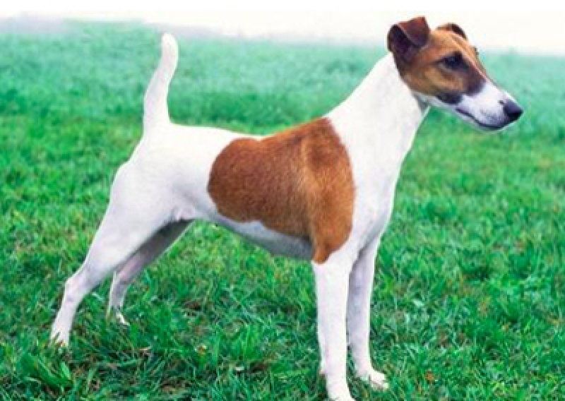 Foksterier - Salon Pasja Fryzjer dla Ps&oacute;w, Strzyżenie Ps&oacute;w, Psi fryzjer | Gdańsk, Choczewo