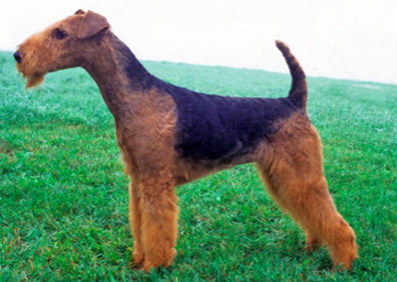 Airedale Terrier - Salon Pasja Fryzjer dla Ps&oacute;w, Strzyżenie Ps&oacute;w, Psi fryzjer | Gdańsk, Choczewo