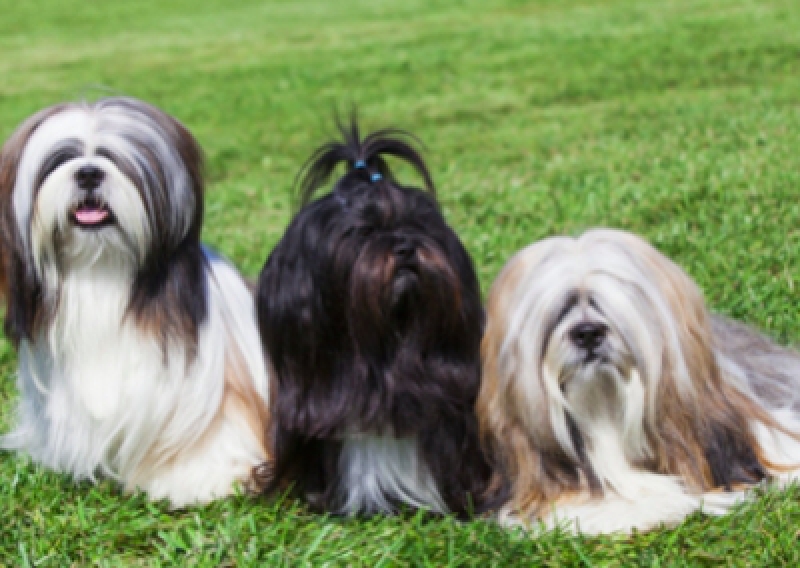 Lhasa apso - Salon Pasja Fryzjer dla Ps&oacute;w, Strzyżenie Ps&oacute;w, Psi fryzjer | Gdańsk, Choczewo