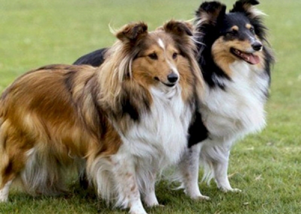 Owczarek szetlandzki - Salon Pasja Fryzjer dla Ps&oacute;w, Strzyżenie Ps&oacute;w, Psi fryzjer | Gdańsk, Choczewo