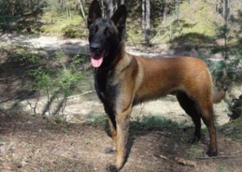 Owczarek belgijski - Salon Pasja Fryzjer dla Ps&oacute;w, Strzyżenie Ps&oacute;w, Psi fryzjer | Gdańsk, Choczewo