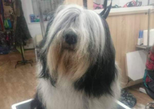 Polski owczarek nizinny - Salon Pasja Fryzjer dla Ps&oacute;w, Strzyżenie Ps&oacute;w, Psi fryzjer | Gdańsk, Choczewo