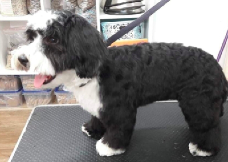 Hawańczyk - Salon Pasja Fryzjer dla Ps&oacute;w, Strzyżenie Ps&oacute;w, Psi fryzjer | Gdańsk, Choczewo