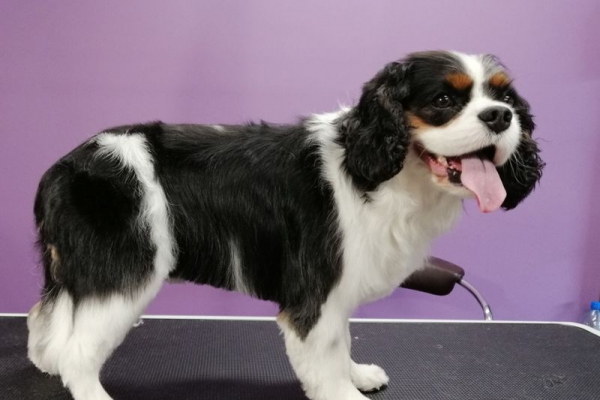  Cavalier King Charles Spaniel